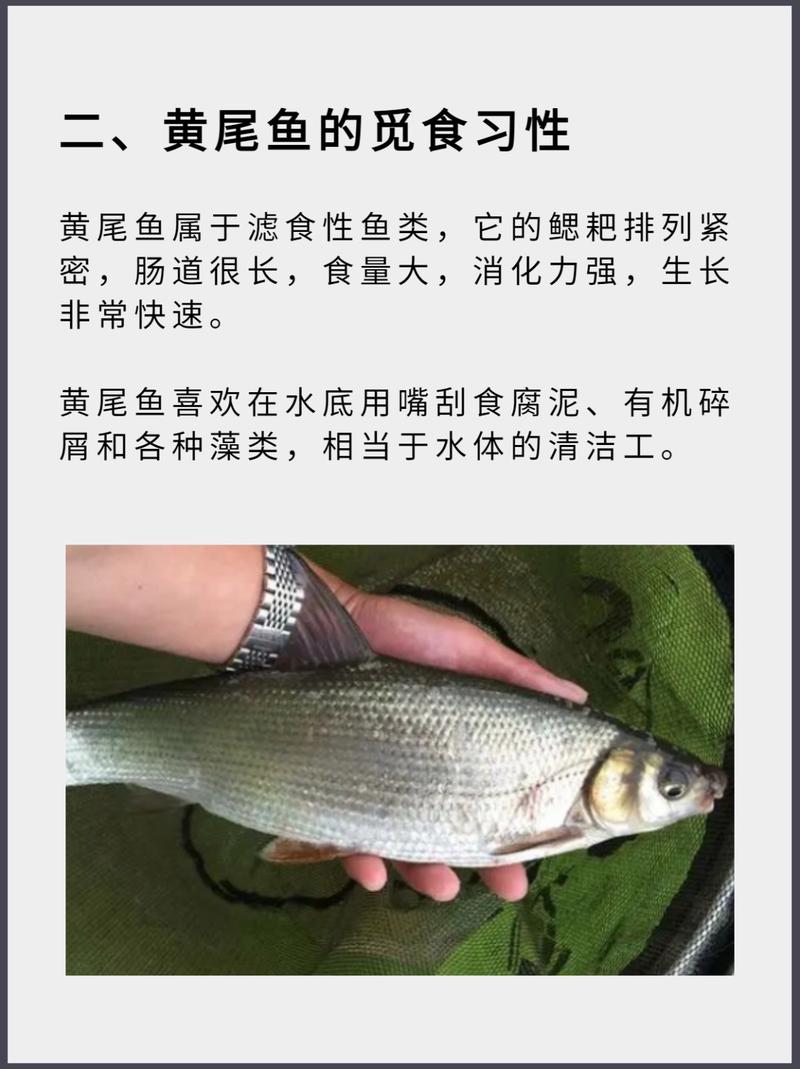 黃尾魚是什么魚_黃尾魚運輸技巧_黃尾釣法餌料選擇