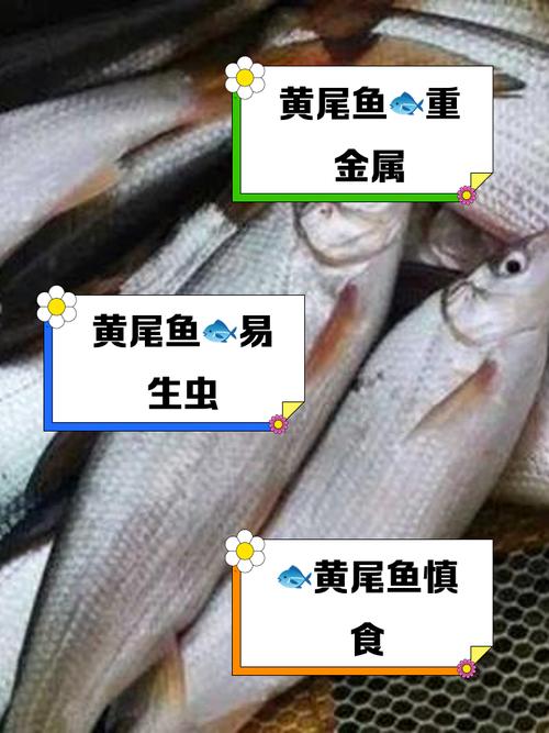黃尾魚的別名_黃尾魚的學名_黃尾魚學名叫什么