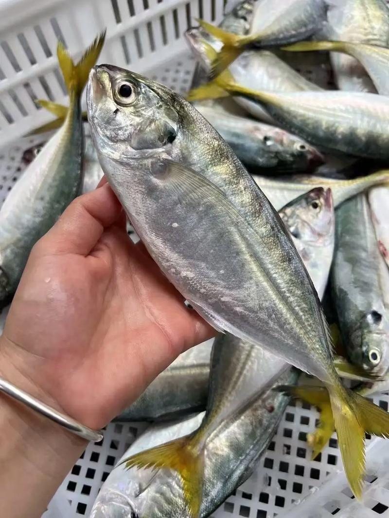 黃尾魚學名叫什么_黃尾魚的學名_黃尾魚的別名