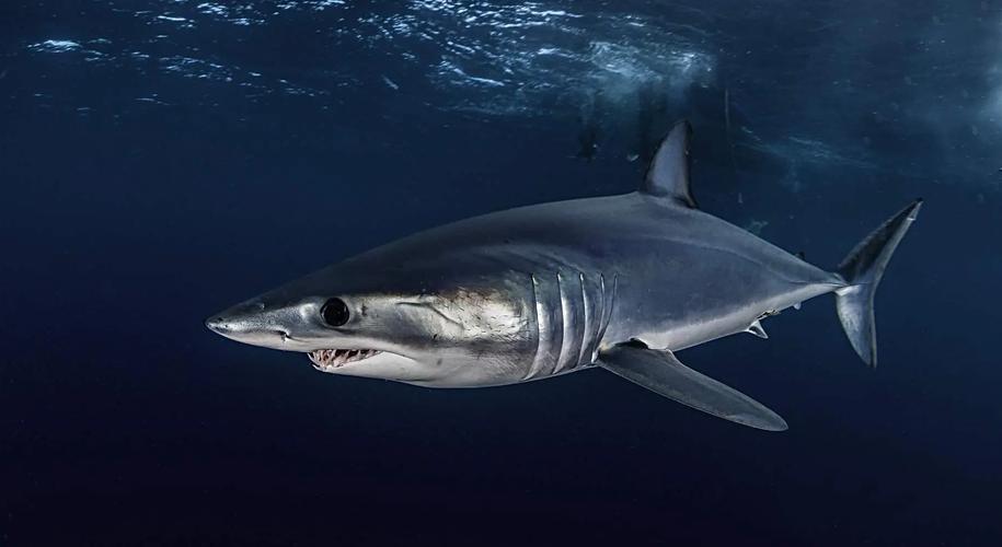 鯊魚種類介紹_噬人鯊灰星鯊灰鯖鯊鯨鯊_灰鯖鯊是什么鯊魚