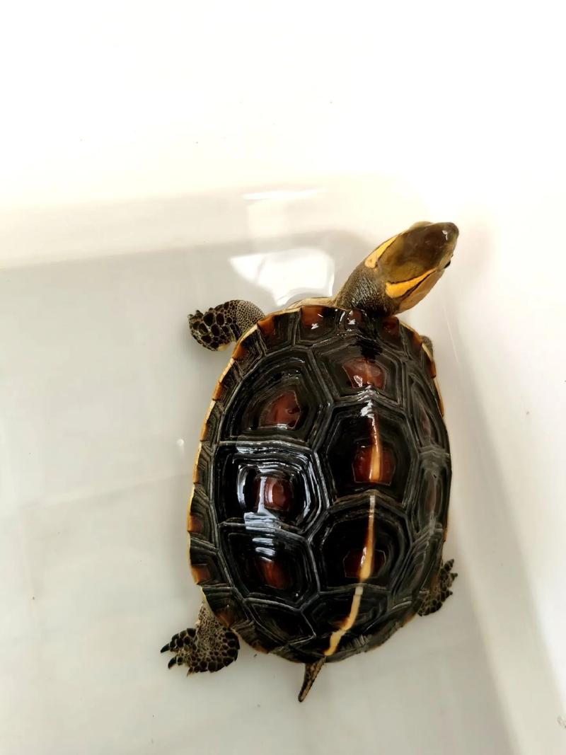 黃緣龜黃緣閉殼龜_龜黃緣是閉殼還是閉殼_黃緣閉殼龜是什么龜