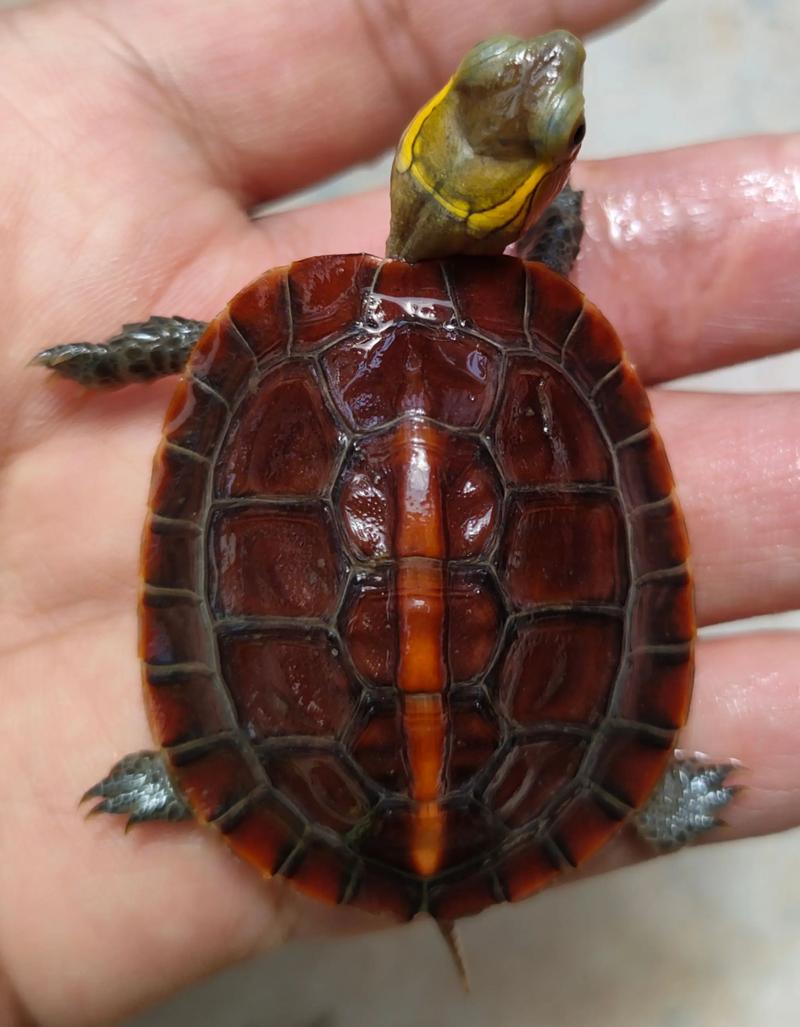 龜黃緣是閉殼還是閉殼_黃緣龜黃緣閉殼龜_黃緣閉殼龜是什么龜