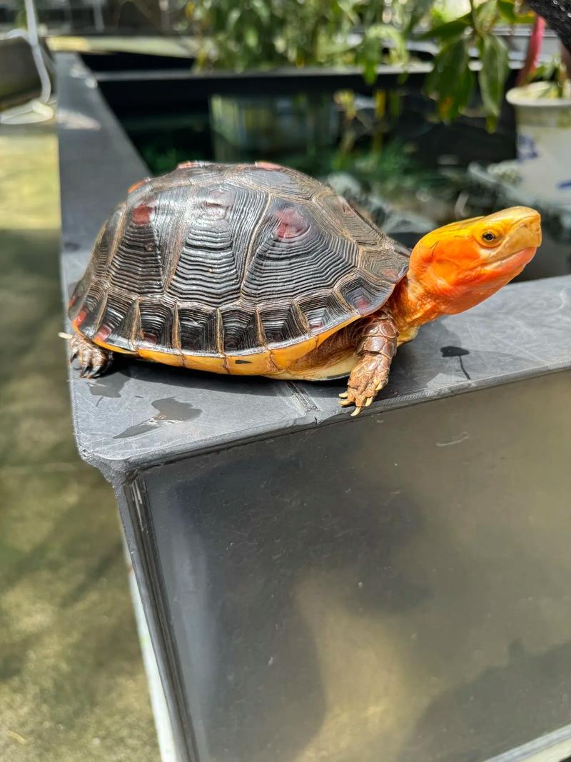 龜黃緣是閉殼還是閉殼_黃緣閉殼龜是什么龜_黃緣龜黃緣閉殼龜