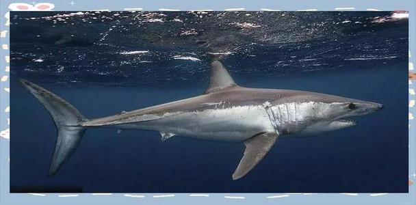 深海狂鯊 灰鯖鯊 電影分析 _ 灰鯖鯊 特點 電影 _灰鯖鯊是什么鯊魚