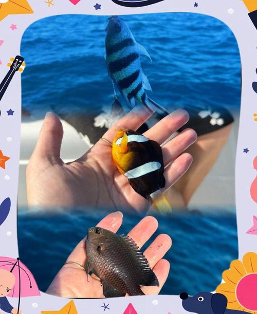 三亞海釣多少錢_三亞釣海魚的地方_三亞灣海釣