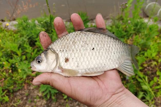 深冬釣鯽魚_深秋大晴天釣魚技巧_連續晴天釣淺灘