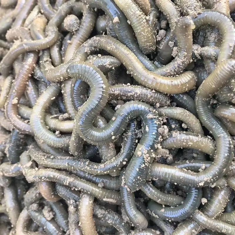 求購蚯蚓123456789_蚯蚓收購市場價格_蚯蚓收購廠家和公司的電話號碼