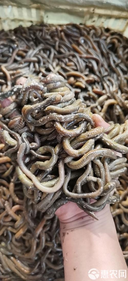蚯蚓收購市場價格_求購蚯蚓123456789_蚯蚓收購廠家和公司的電話號碼