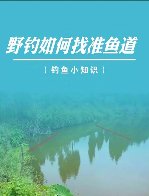 野釣釣點_魚道巡游覓食規律_自然水域釣點選擇