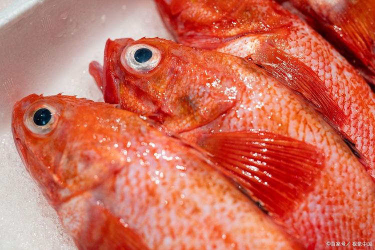 捕獲怪男子魚火龍是第幾集_捕獲怪男子魚火龍是什么游戲_男子捕獲怪魚竟是火龍