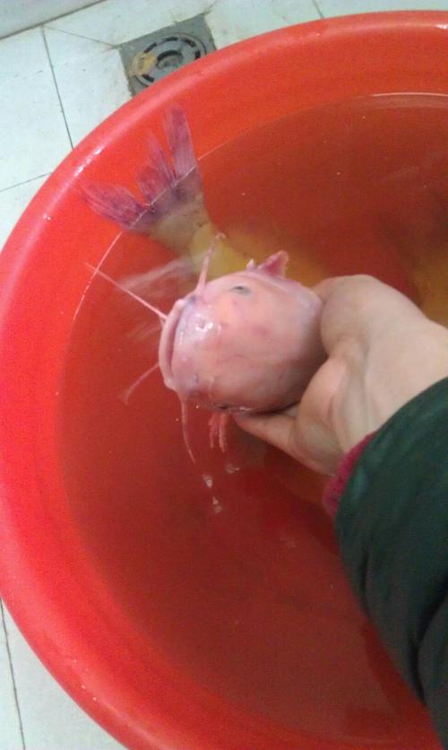 捕獲怪男子魚火龍是第幾集_捕獲怪男子魚火龍是什么游戲_男子捕獲怪魚竟是火龍