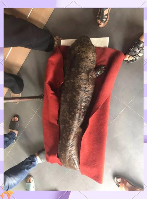 男子捕獲怪魚竟是火龍_捕獲怪男子魚火龍是第幾集_捕獲怪男子魚火龍是什么游戲