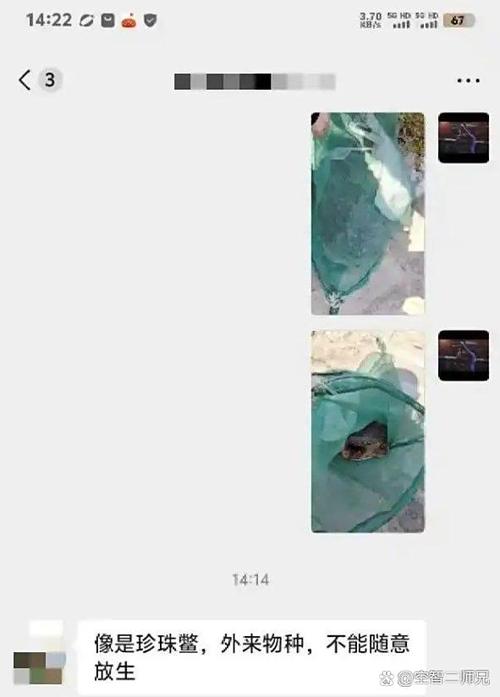 釣野生甲魚犯法嗎_野生甲魚怎么釣_釣野生甲魚用什么餌料最好