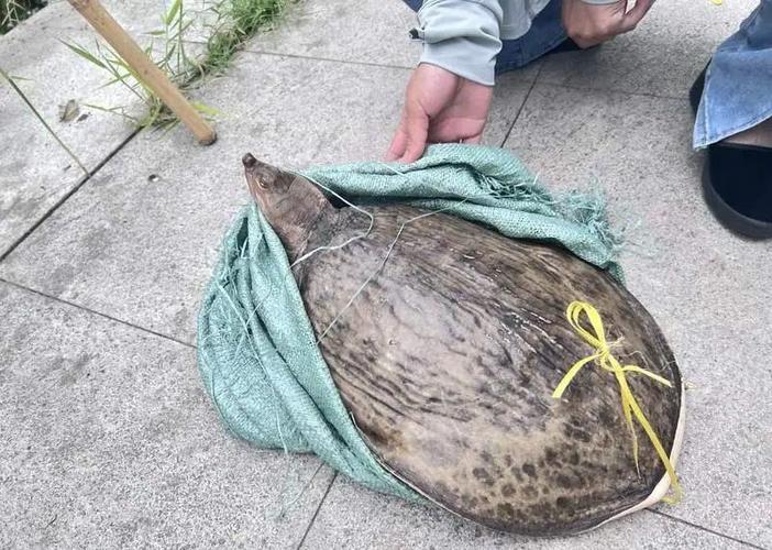 釣野生甲魚用什么餌料最好_野生甲魚怎么釣_釣野生甲魚犯法嗎