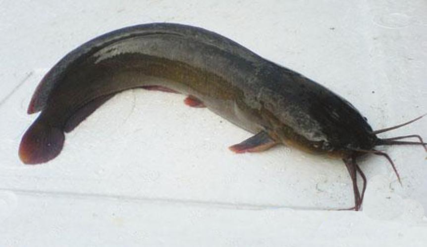 埃及塘鲺是什么魚_埃及塘鲺魚_埃及胡子鯰形態特征