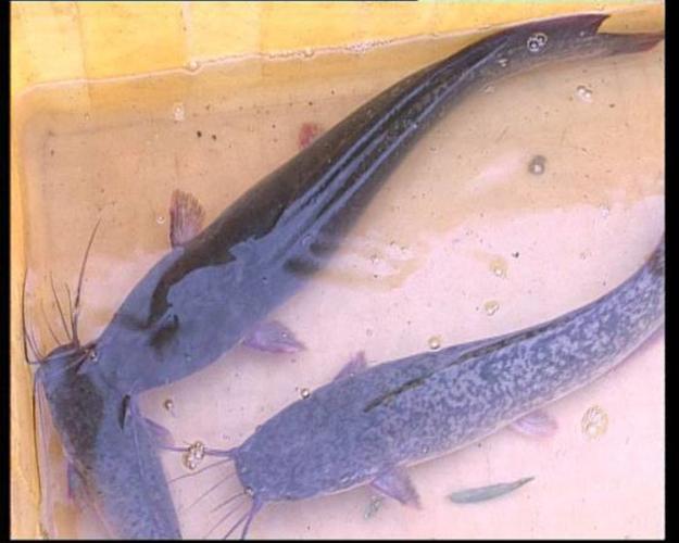 埃及塘鲺魚_埃及塘鲺是什么魚_埃及胡子鯰形態特征