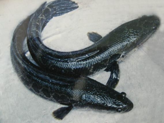 埃及胡子鯰形態特征_埃及塘鲺是什么魚_埃及塘鲺魚