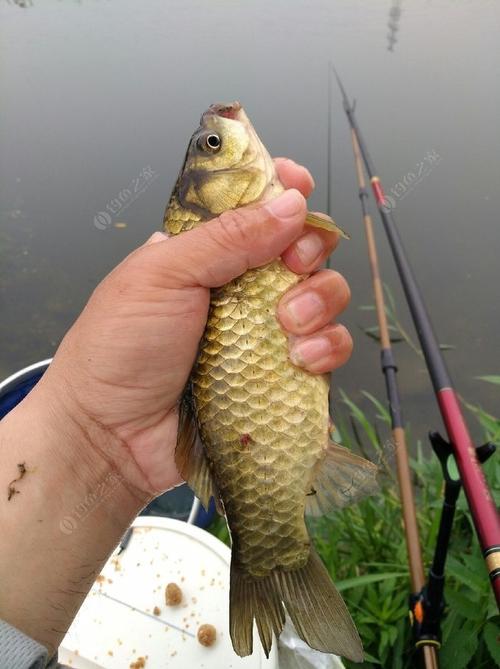 房山野釣魚大石河視頻_去房山大石河釣魚釣魚_房山大石河有什么魚