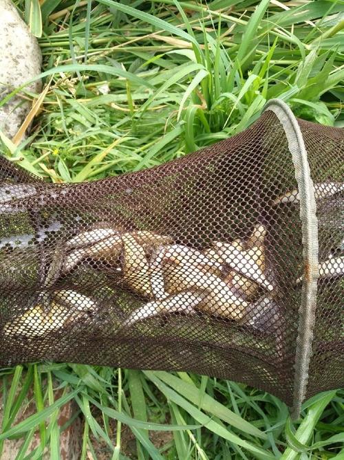 房山野釣魚大石河視頻_房山大石河有什么魚_去房山大石河釣魚釣魚