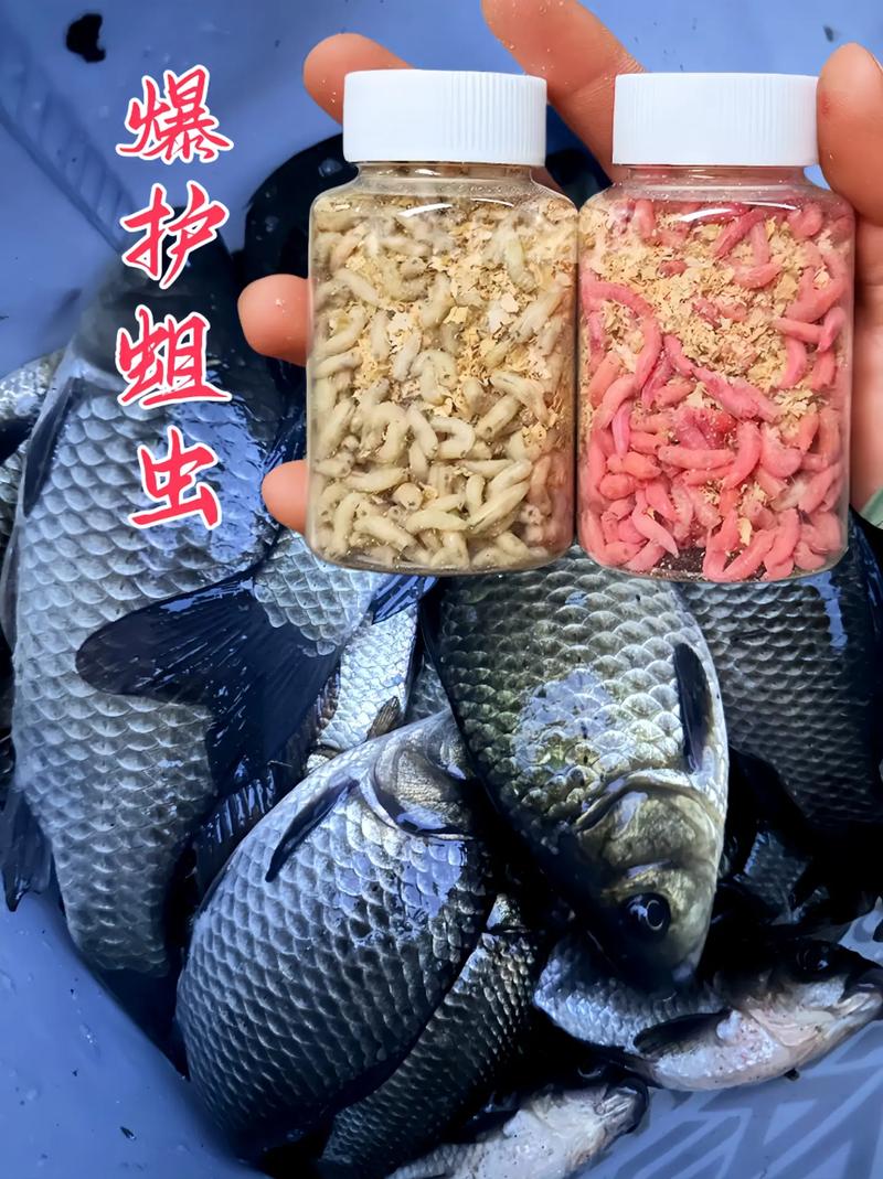 蛆蟲釣魚你試過嗎?開看看吧_蚯蚓紅蟲哪個更好用_蚯蚓紅蟲垂釣區別