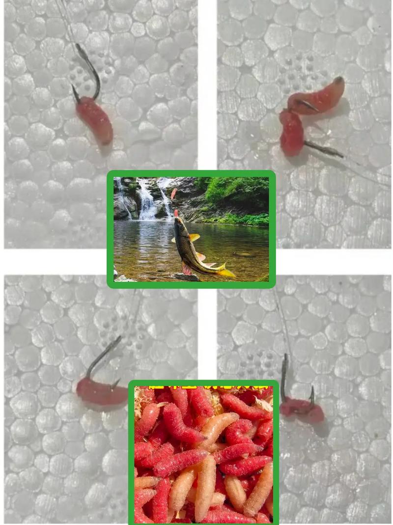 蚯蚓紅蟲垂釣區別_蚯蚓紅蟲哪個更好用_蛆蟲釣魚你試過嗎?開看看吧