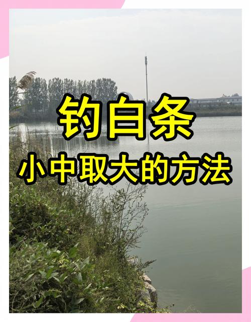 如何釣白條魚技巧高手不傳絕技_快速高效釣白條魚的要領必看_釣白條的高級技巧
