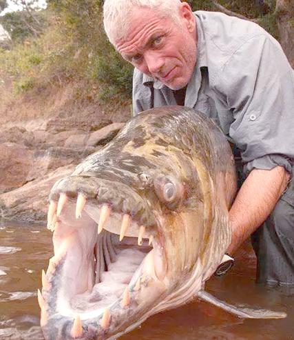 剛果河魚類_剛果河黃金猛魚_剛果河的猛魚