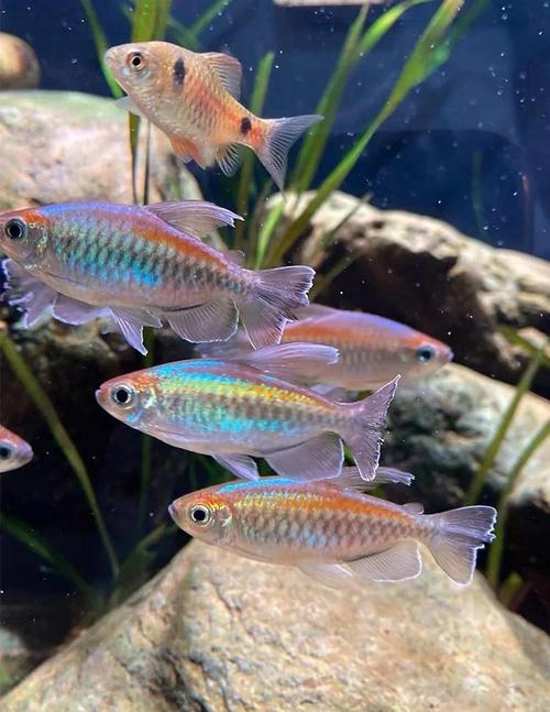 剛果河黃金猛魚_剛果河魚類_剛果河的猛魚