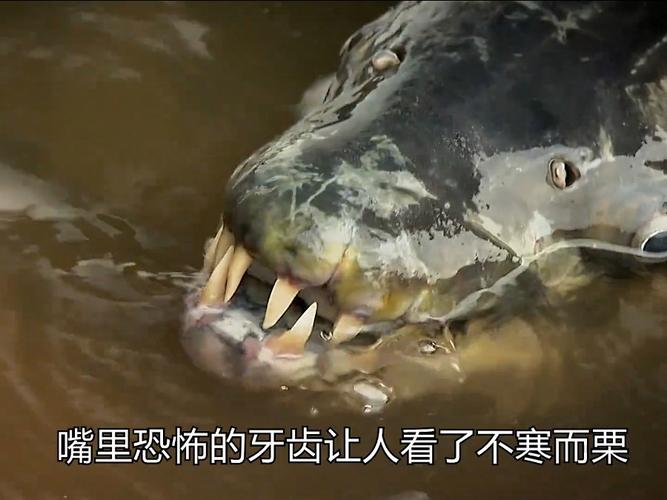 非洲虎魚Goliath Tigerfish探索_剛果河猛魚紀錄片_剛果河的猛魚