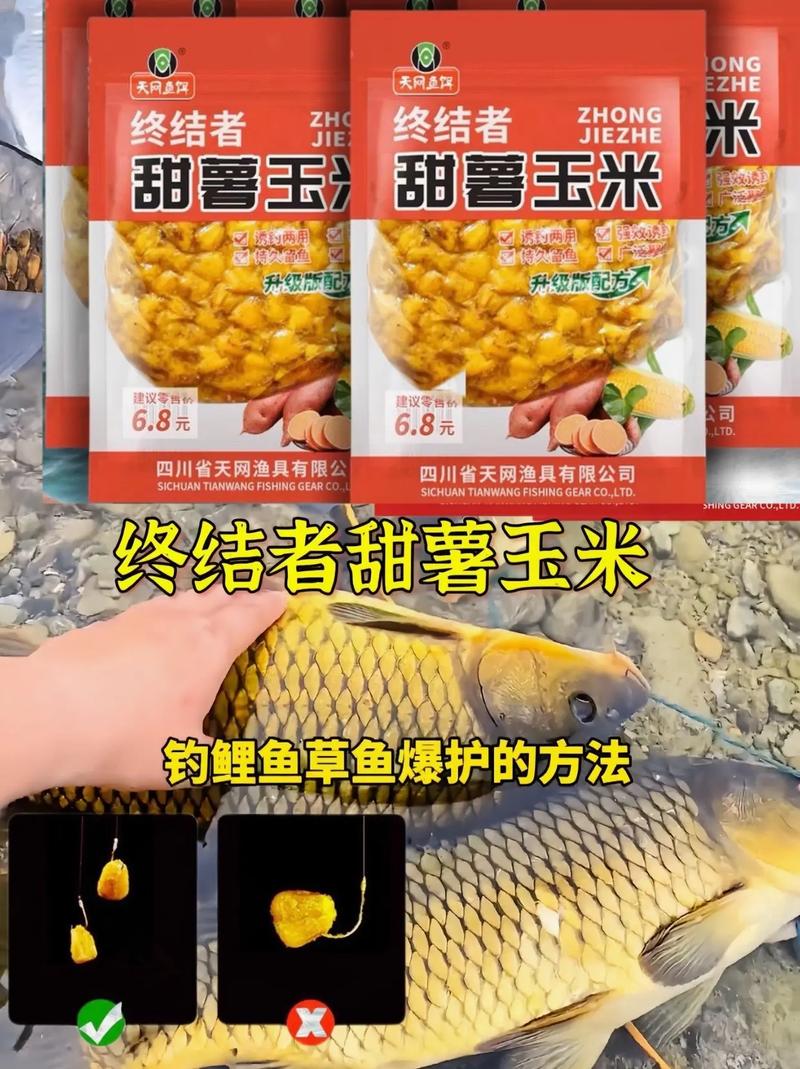 嫩玉米釣鯉魚絕招_野釣用玉米怎么釣鯉魚_玉米怎樣釣鯉魚