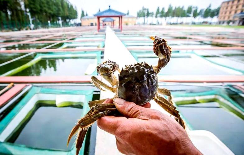 高淳固城湖論壇_高淳固城湖花園是哪一年開發的_南京高淳固城湖生態景區