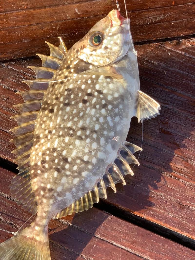 泥芒魚_泥芒魚_泥芒魚