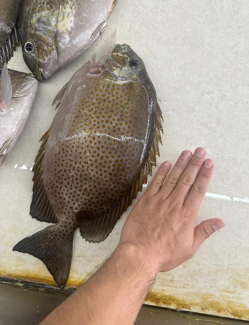 泥芒魚_泥芒魚_泥芒魚