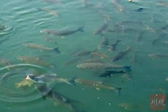 安慶釣場_安慶釣魚_安慶釣魚哪里最好