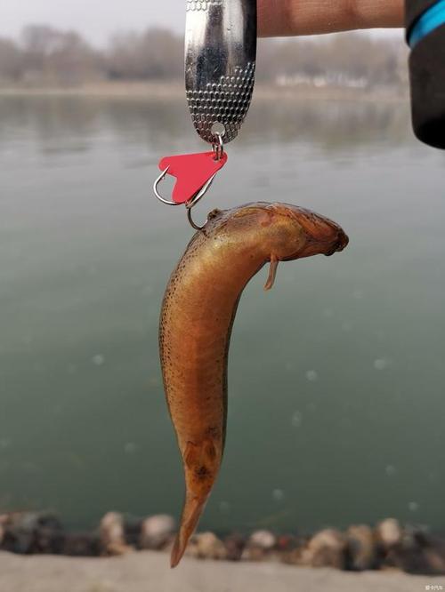 釣魚泥鰍掛法_泥鰍釣魚_釣魚泥鰍黨是什么意思