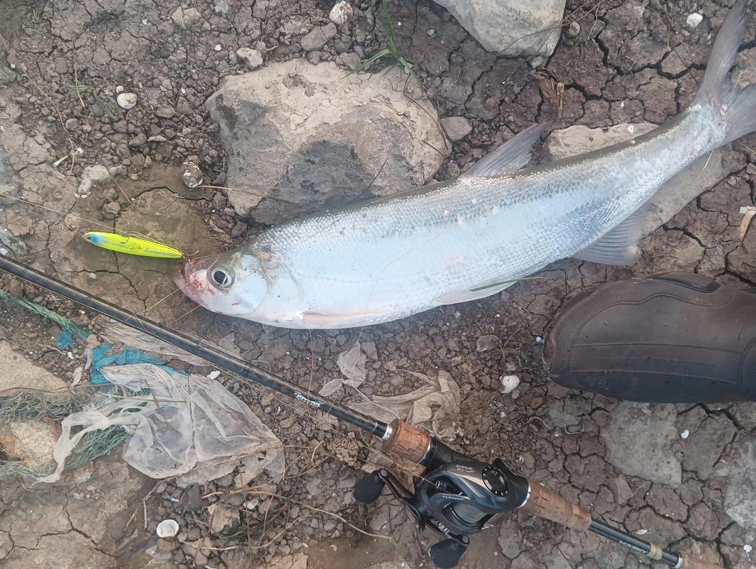 釣魚泥鰍黨是什么意思_釣魚泥鰍掛法_泥鰍釣魚