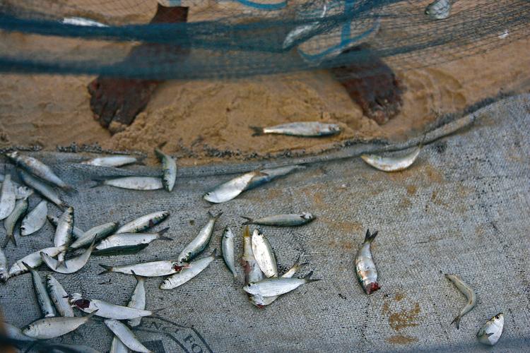 釣魚泥鰍掛法_釣魚泥鰍黨是什么意思_泥鰍釣魚