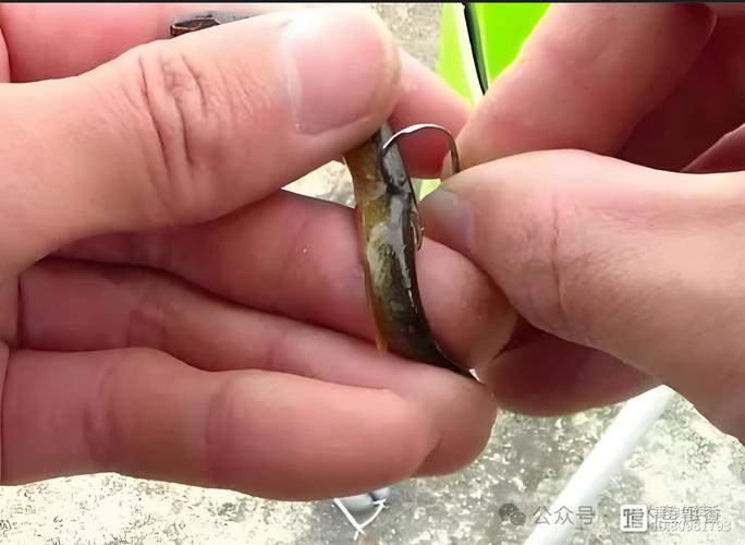 泥鰍釣魚原理_泥鰍釣魚危害及禁止原因_泥鰍釣魚為什么被禁止