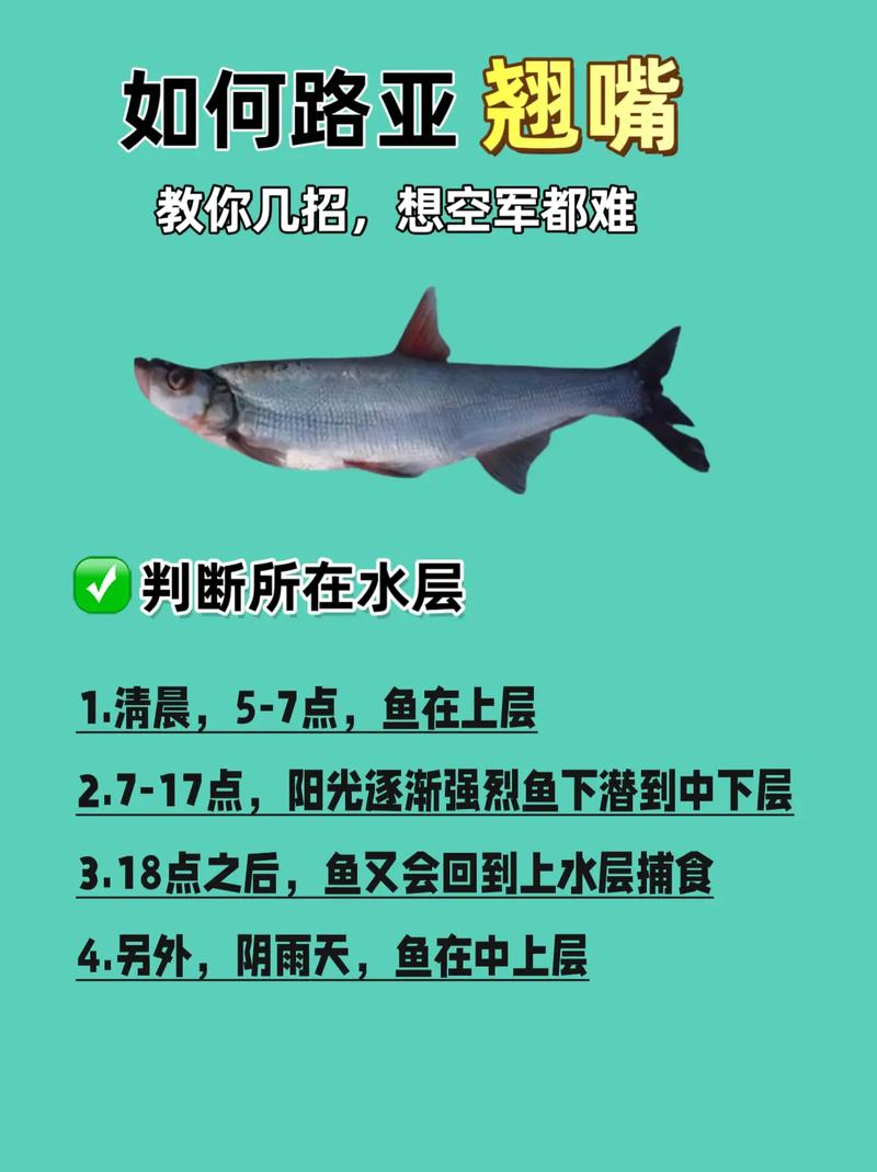 公認釣翹嘴最快的釣法_釣翹嘴技巧_釣翹嘴習性