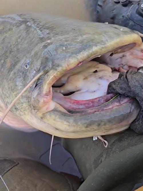 鯰魚吃人新聞_鯰魚吃人事件_鯰魚事件吃人是真的嗎