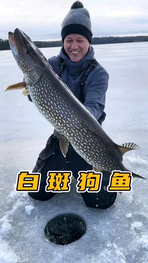 白斑狗魚多少錢一斤_白斑狗魚_白斑狗魚的做法