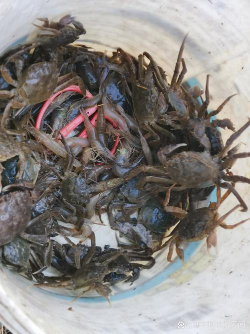 杭州收費釣魚_杭州可以免費釣魚的水庫_杭州免費釣魚點