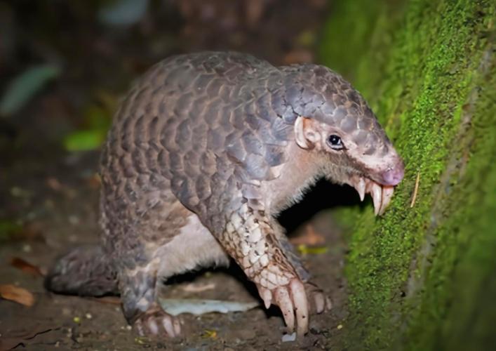 廣東 蛇_廣東頸槽蛇_廣東那里有蛇獴