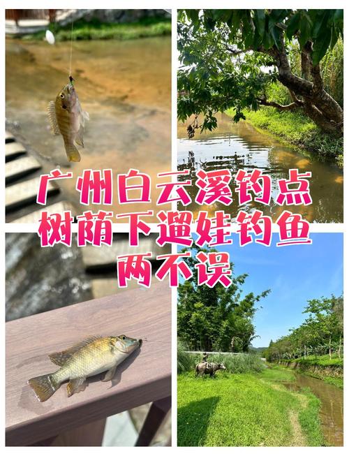 流溪河釣點推薦_廣州哪里好釣魚_廣州白云區免費釣點