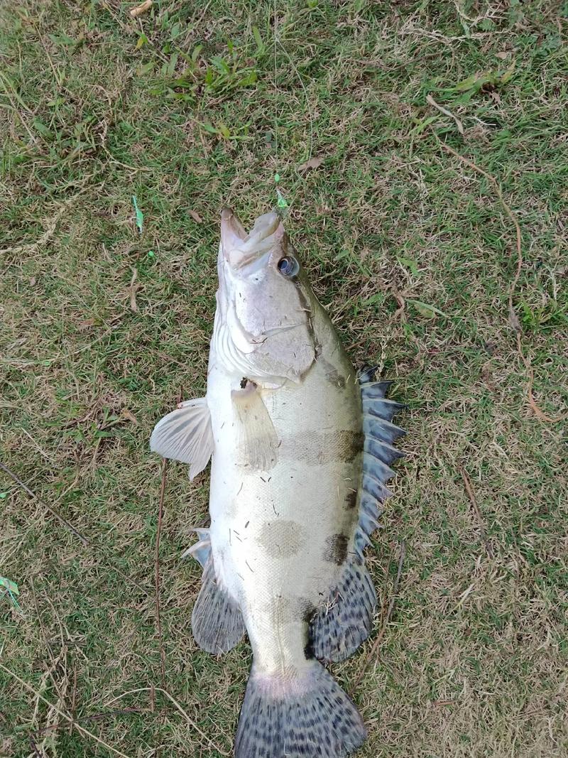 低溫釣桂魚_桂魚釣位選擇_桂魚怎么釣