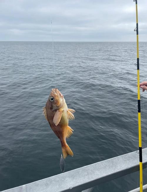 海邊釣魚_尋找海邊釣點技巧_海邊垂釣餌料選擇方法