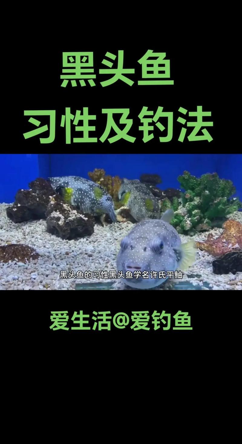 海釣新手魚餌選擇_釣大魚技巧_海釣大魚視頻