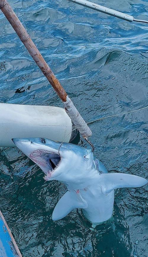 鯊魚釣法_鯊魚_怎樣釣鯊魚_鯊魚釣魚頭像