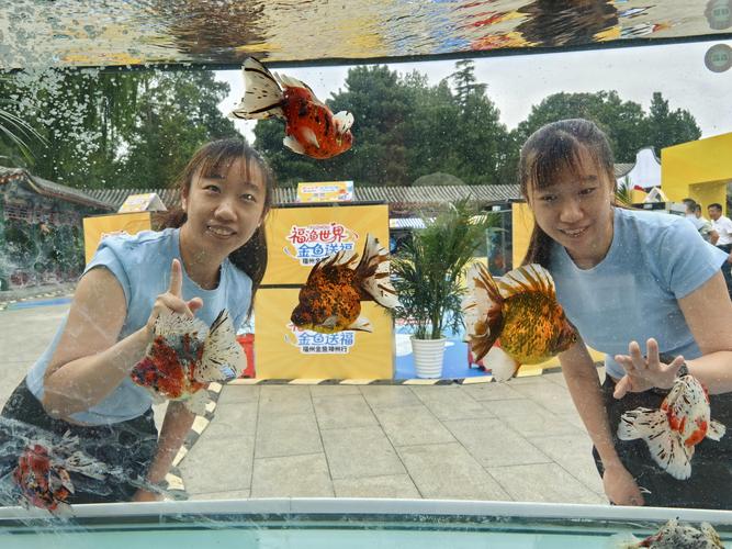 北京市觀賞魚市在什么地方_北京觀賞魚_2021北京觀賞魚展覽