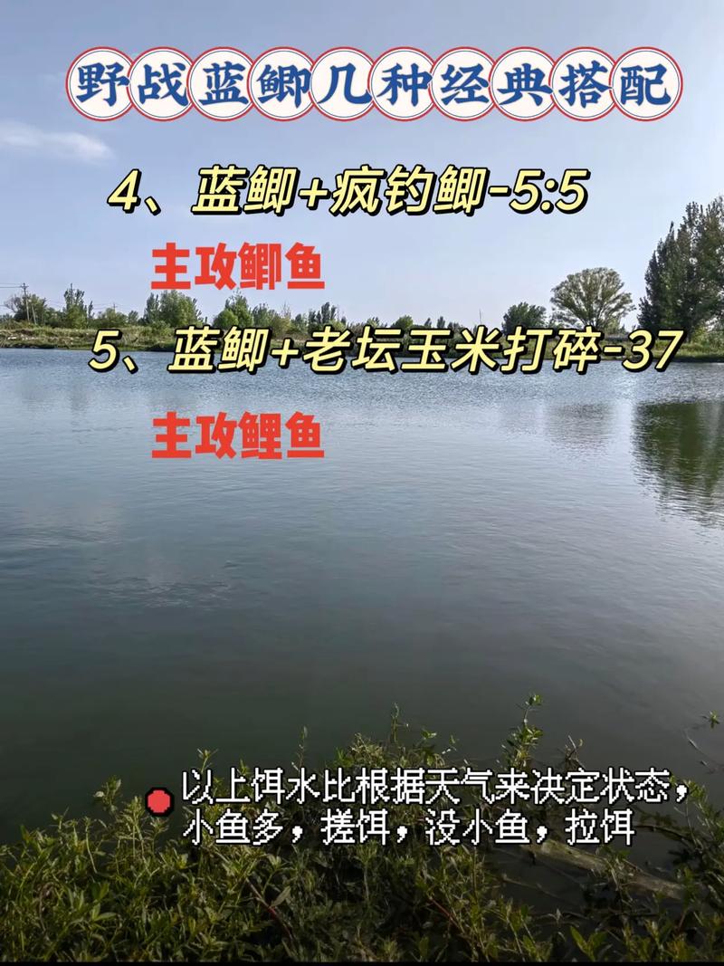 野戰藍鯽打浮釣白條方法_野釣白條調漂技巧_野釣白條怎么釣